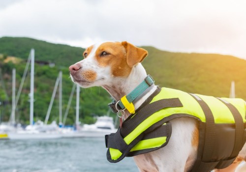 Is het veilig voor honden om kleding te dragen?