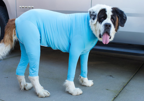 Kalmeert kleding honden?