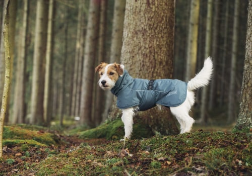 Welke temperatuur moeten honden kleding dragen?